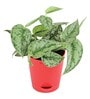 Satin Silver Splash With Pot Natural Plant