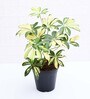 Schefflera Variegated With Pot Natural Plant