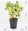 Schefflera Variegated With Pot Natural Plant