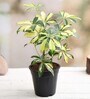 Schefflera Variegated With Pot Natural Plant