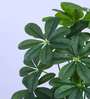 Artificial Schefflera Plant with Pot