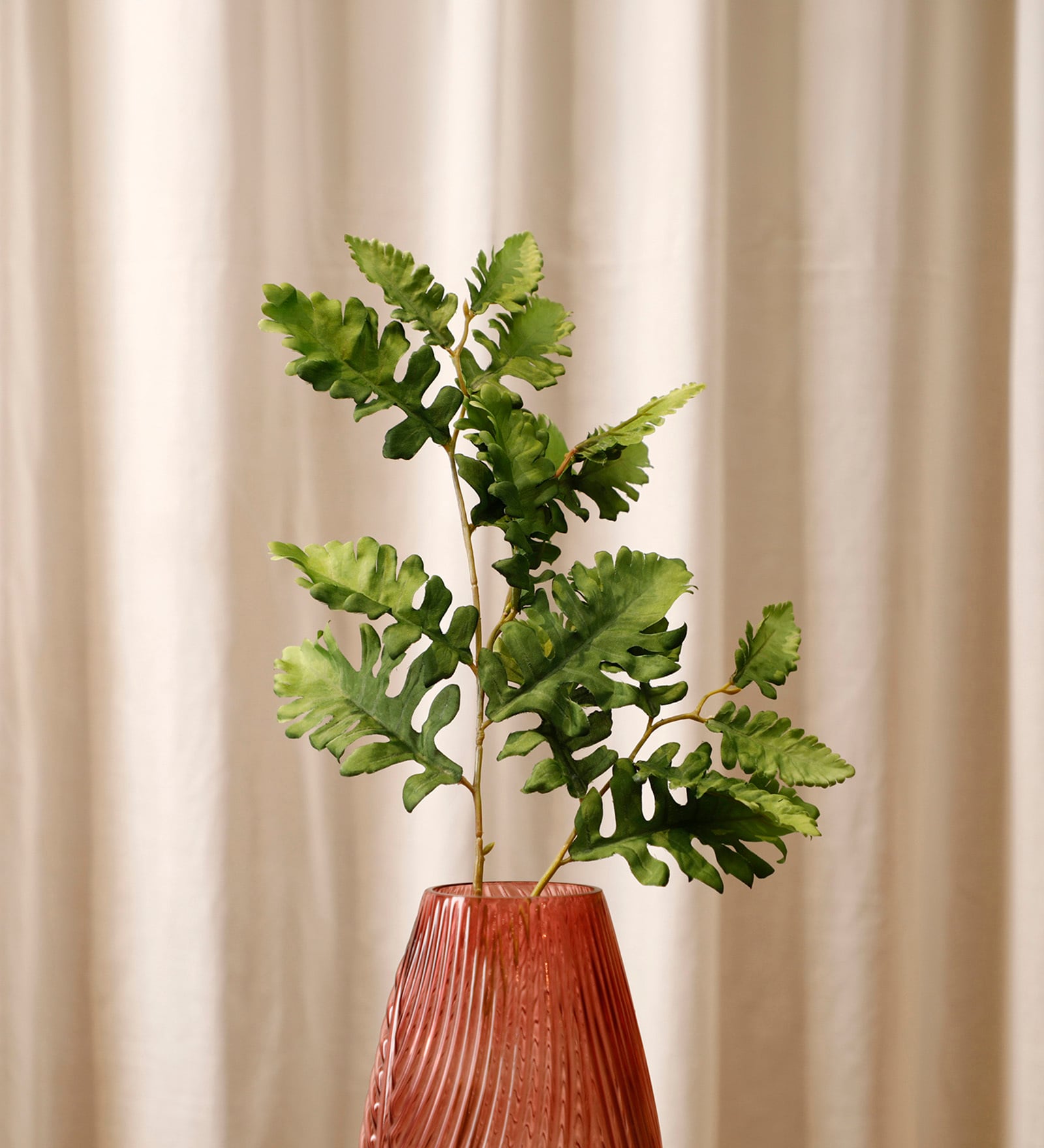 Senecio Cineraria Green Leaves