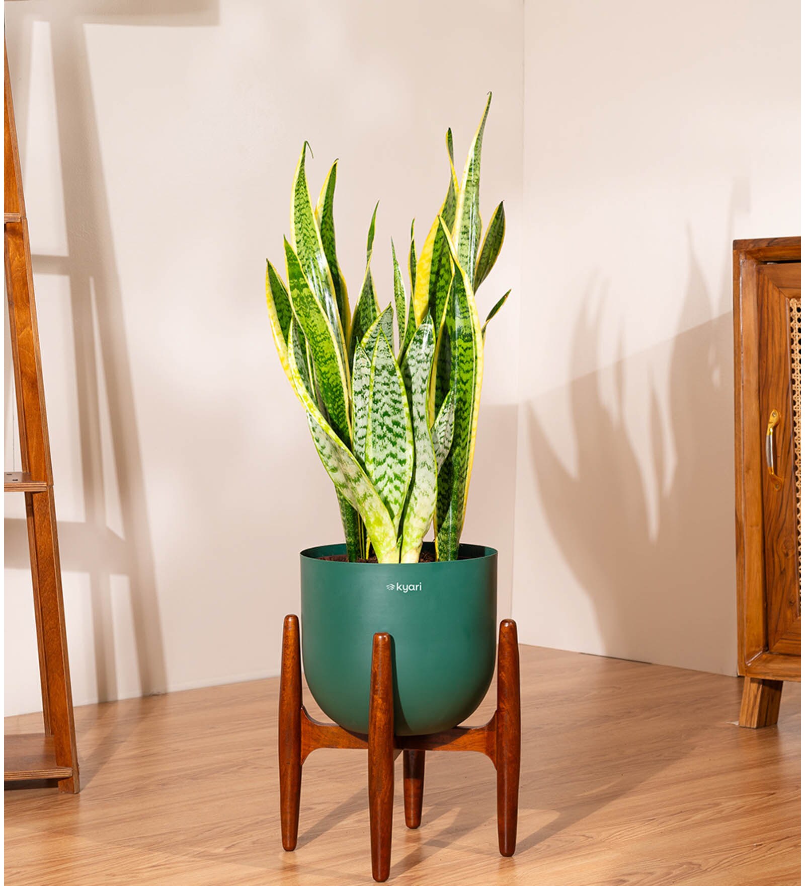 Sensevera Zeylanica Golden Snake Plant With Pot- Green