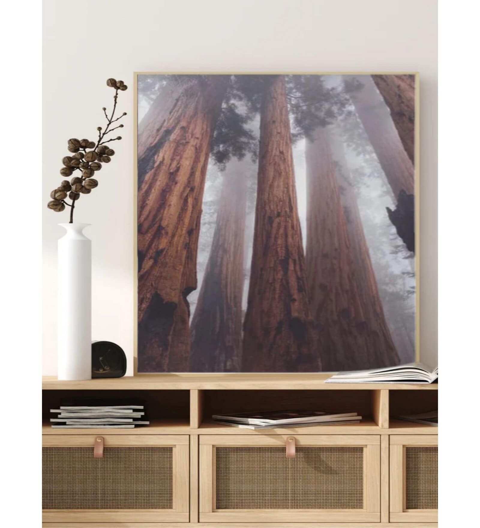 Sequoia Redwood trees forest in the fog