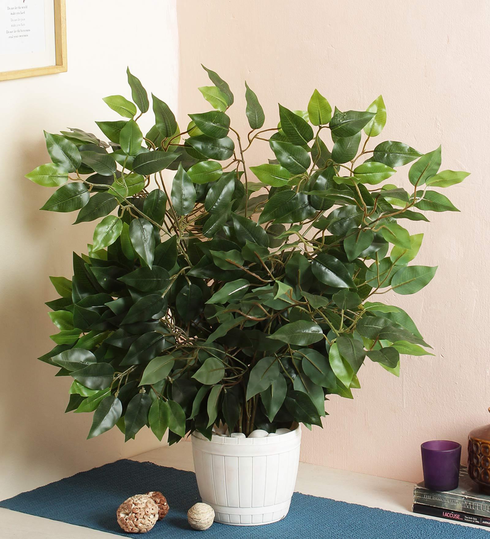 Plastic White Decorative Ficus Without Pot Set Of 12 Artificial Plants