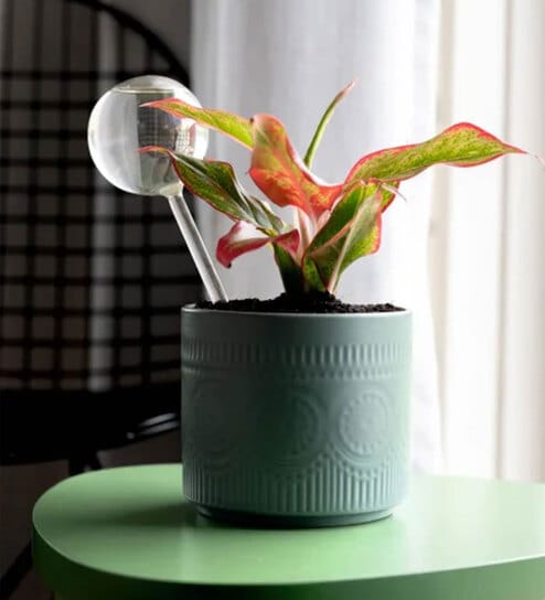 1 Pc Self-Watering Globe for Indoor and Outdoor Plant