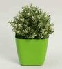 Plastic Green Flower Desk Pots