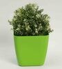 Plastic Green Flower Desk Pots