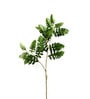 Senecio Cineraria Green Leaves