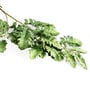 Senecio Cineraria Green Leaves