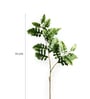 Senecio Cineraria Green Leaves