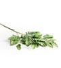 Senecio Cineraria Green Leaves
