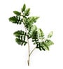 Senecio Cineraria Green Leaves