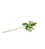 Senecio Cineraria Green Leaves