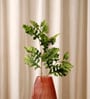 Senecio Cineraria Green Leaves