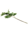 Senecio Cineraria Green Leaves