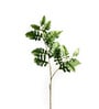 Senecio Cineraria Green Leaves
