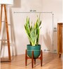 Sensevera Zeylanica Golden Snake Plant With Pot- Green