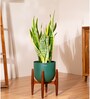 Sensevera Zeylanica Golden Snake Plant With Pot- Green