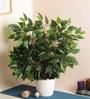 Plastic White Decorative Ficus Without Pot Set Of 12 Artificial Plants