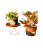 Set Of 2 Brown Sabai Grass Haven Of Husk Plant Holder