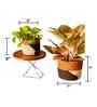 Set Of 2 Brown Sabai Grass Haven Of Husk Plant Holder