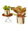Set Of 2 Natural Sabai Grass Woven Roots  Plant Holder