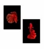 Red Fish Printed Aclyric Wall Art Panel Set of 2