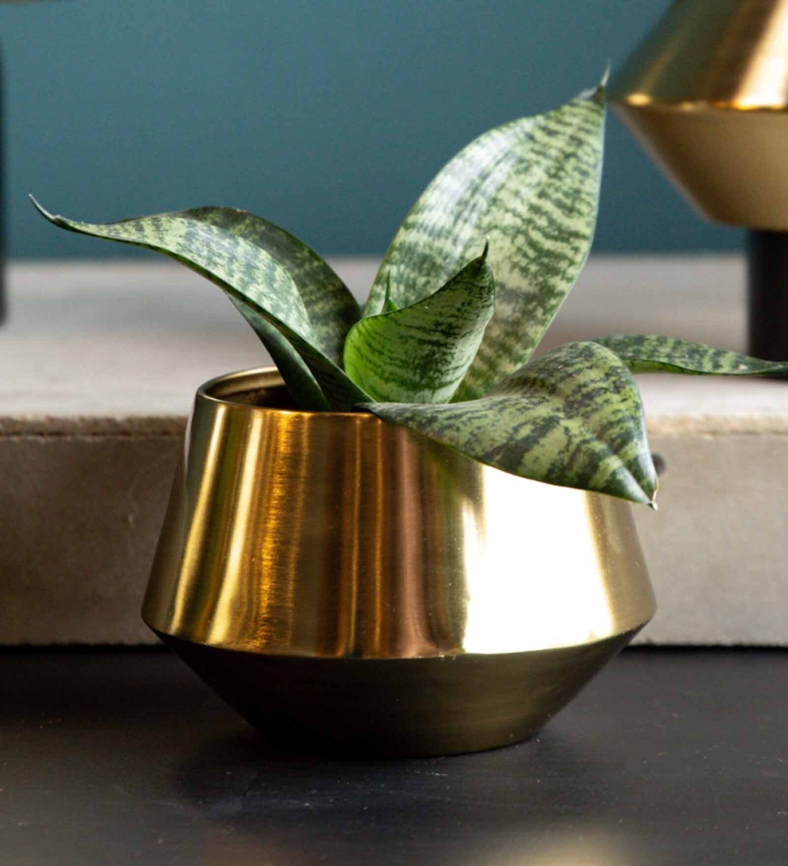 Shiny Gold Iron Santos Desk Pot