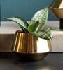 Shiny Gold Iron Santos Desk Pot
