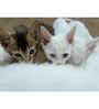Shopisky Cute Cats Sitting Together Poster