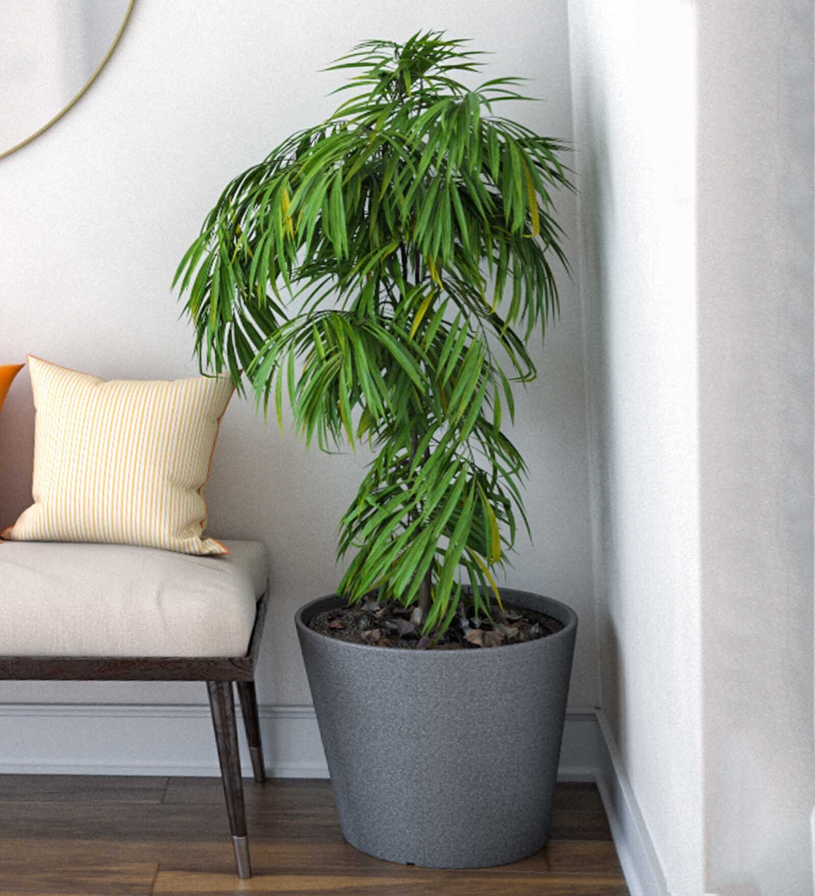 Sicilian Grey Polymer Aloha Big Big Planter