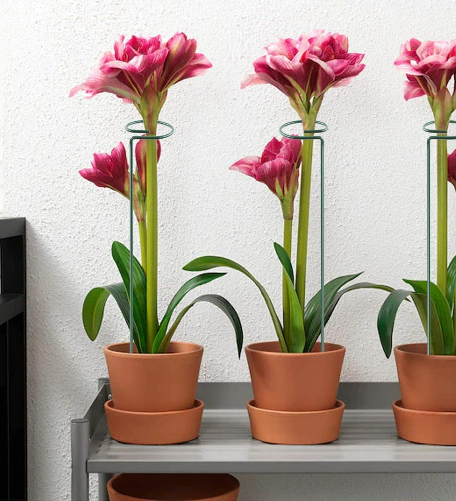 Single Stem Set of 5 Green Metal Plant Stand