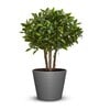 Sicilian Grey Polymer Aloha Big Big Planter