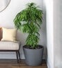 Sicilian Grey Polymer Aloha Big Big Planter