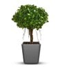 Sicilian Grey Polymer Toyo  Big Planter