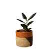 Single Brown Sabai Grass Haven Of Husk Origin Plant Holder