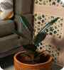 Single Brown Sabai Grass Haven Of Husk Origin Plant Holder