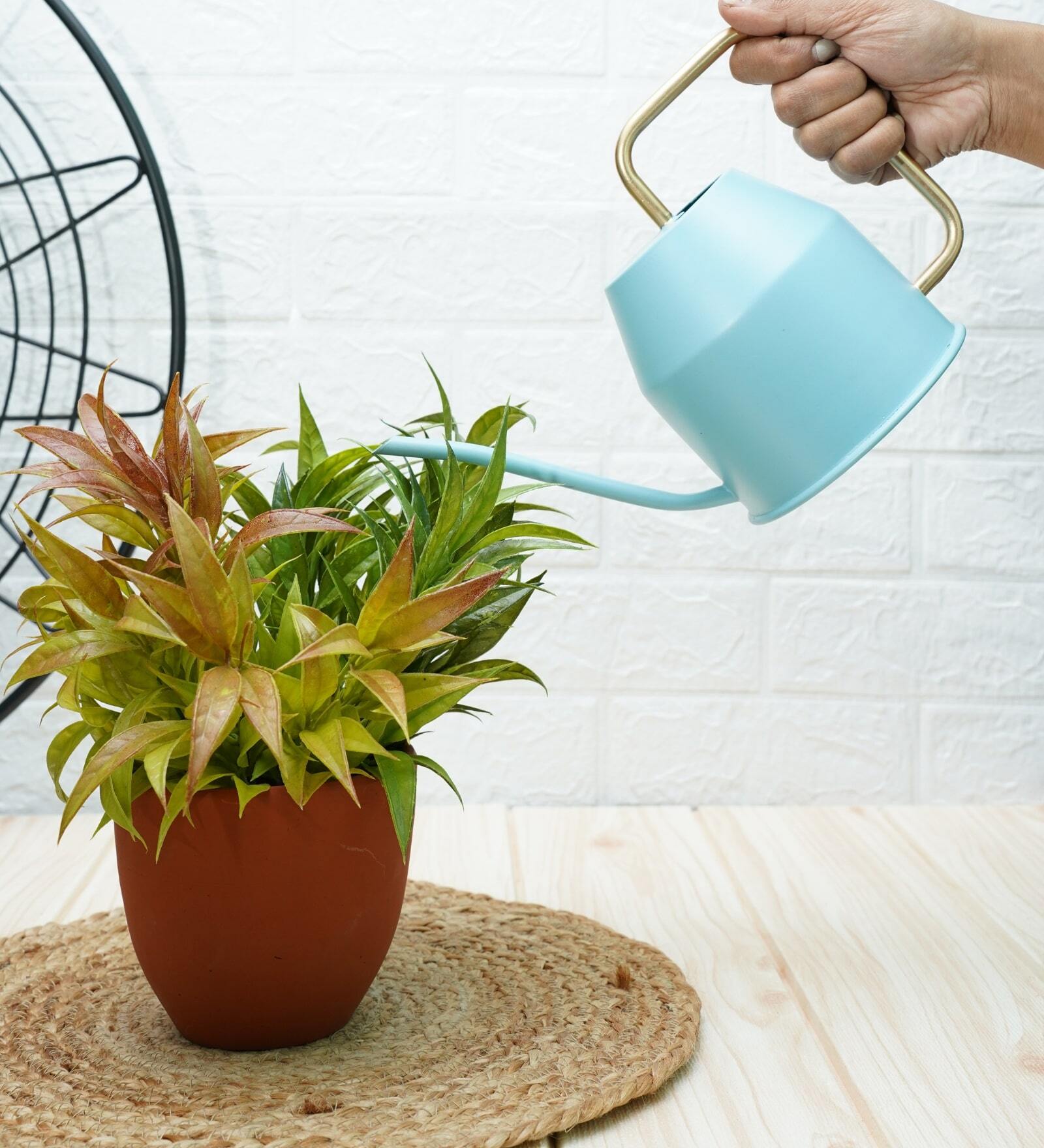 SkyBlue Metal 900 ml Watering Can