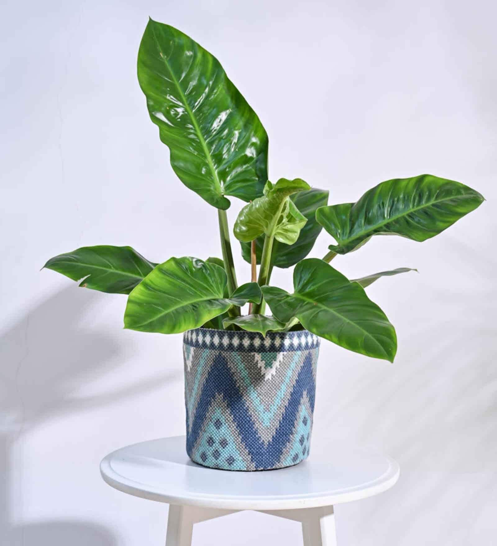 Skyie Multicolour Cotton Planter