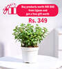 Skyie Multicolour Cotton Planter