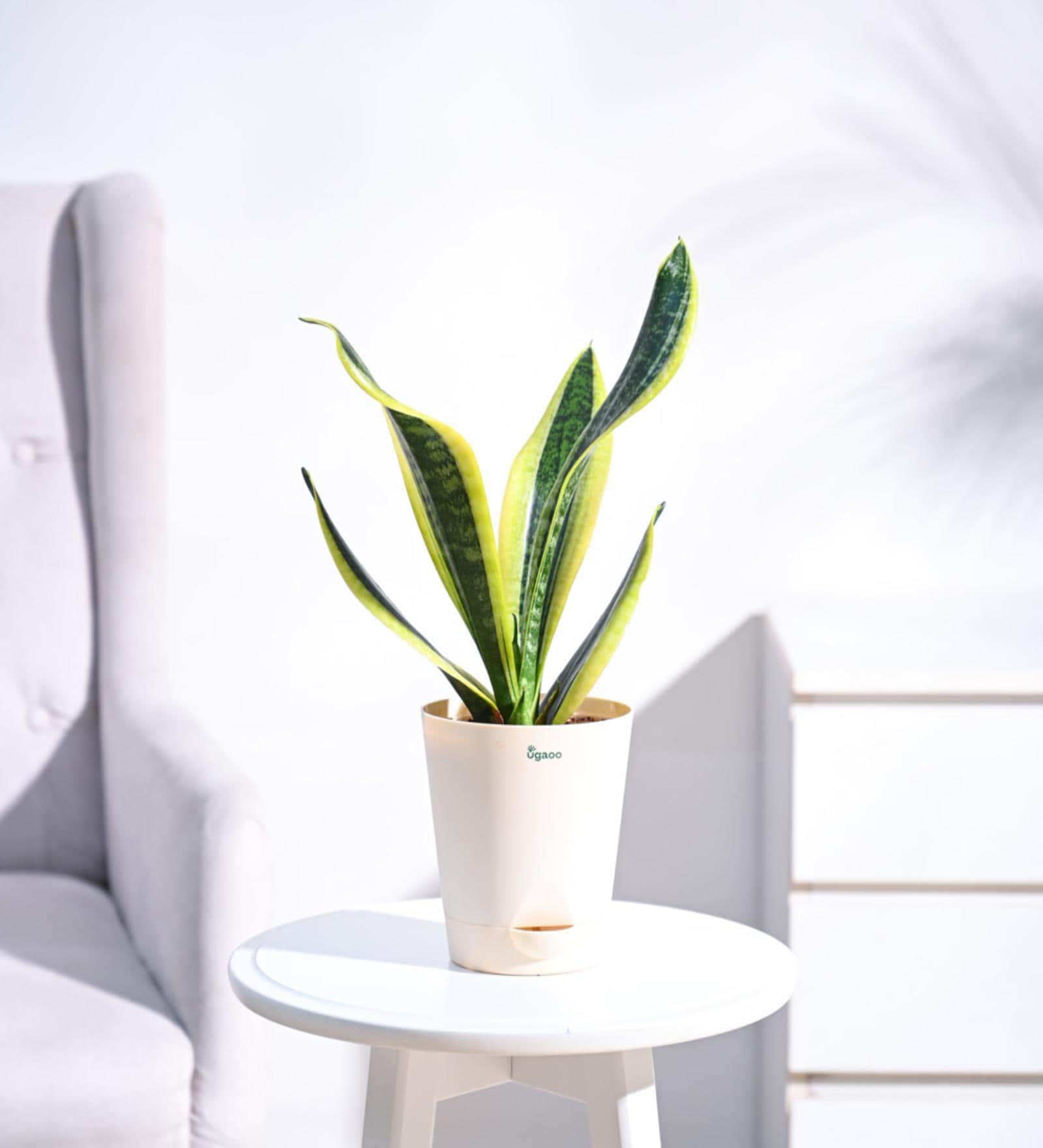 Snake Futura Sansevieria Natural Plant In Ivory Self Watering Plastic Pot