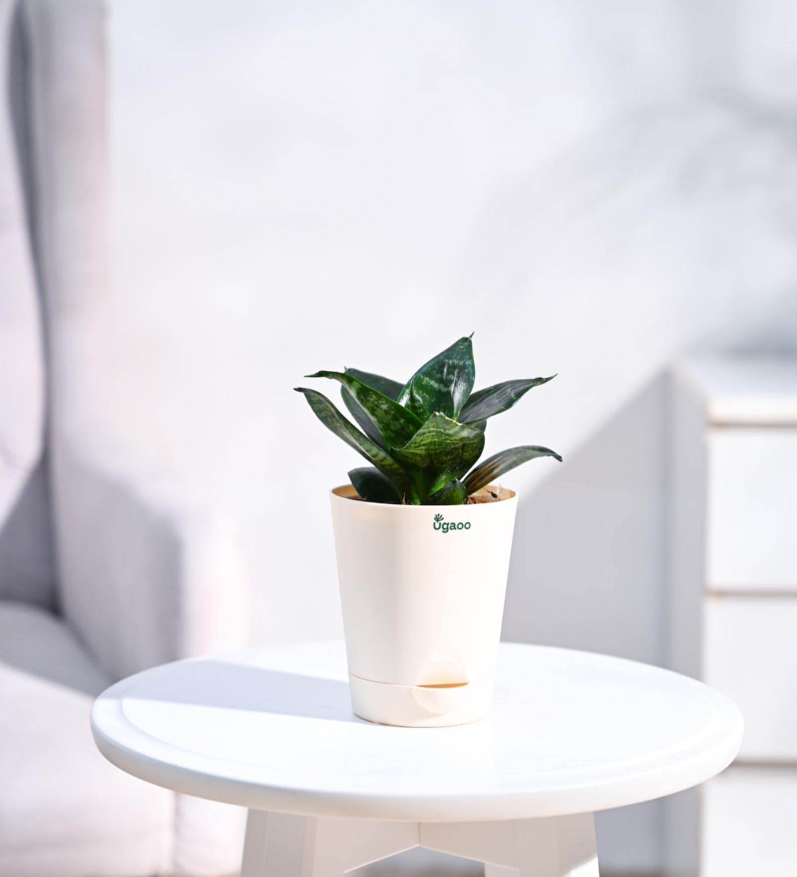 Snake Natural Plant In White Self Watering Plastic Pot