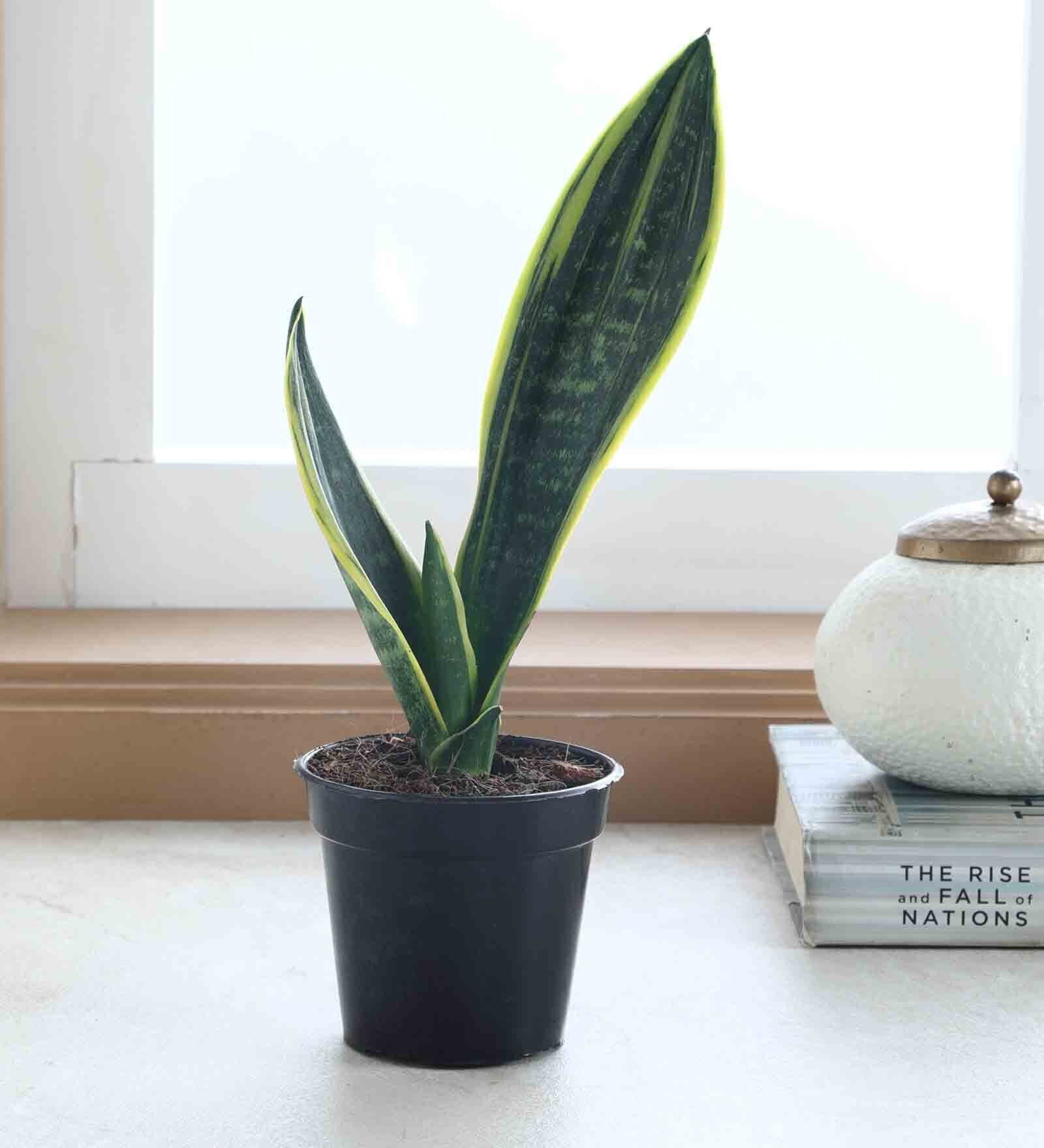 Snake Plant Superba With Pot Natural Plant