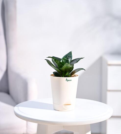 Snake Natural Plant In White Self Watering Plastic Pot