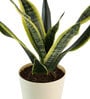 Snake Futura Sansevieria Natural Plant In Ivory Self Watering Plastic Pot