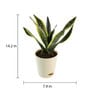 Snake Futura Sansevieria Natural Plant In Ivory Self Watering Plastic Pot