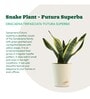 Snake Futura Sansevieria Natural Plant In Ivory Self Watering Plastic Pot