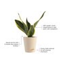 Snake Futura Sansevieria Natural Plant In Ivory Self Watering Plastic Pot