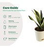 Snake Futura Sansevieria Natural Plant In Ivory Self Watering Plastic Pot